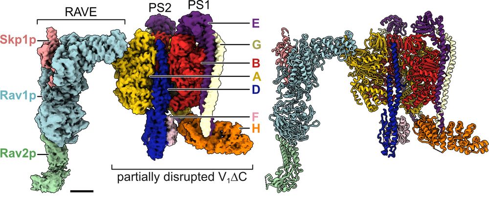 Cryo-EM map and atomic model of the RAVE complex (regulator of ATPases of endosomes and vacuoles) bound to a partial V1-ATPase complex