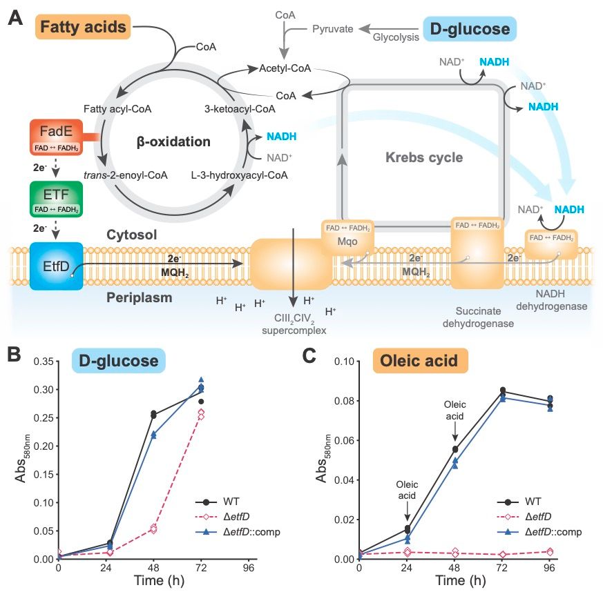 A) Diagram showing how EtfD transfers electrons from beta oxidation to the menaquinol pool in the membrane, linking beta oxidation to oxidative phosphorylation in mycobacteria.
B) A growth curve showing the Mycobacterium smegmatis lacking EtfD can grow when glucose is provided as the carbon source, but has a slight growth delay. Complementing the ∆etfD strain with M. tuberculosis on a plasmid rescues the defect.
C) A growth curve showing that ∆etfD M. smegmatis cannot grow on medium where the fatty acid oleic acid is the only carbon source. A plasmid with with M. tuberculosis EtfD rescues the defect.