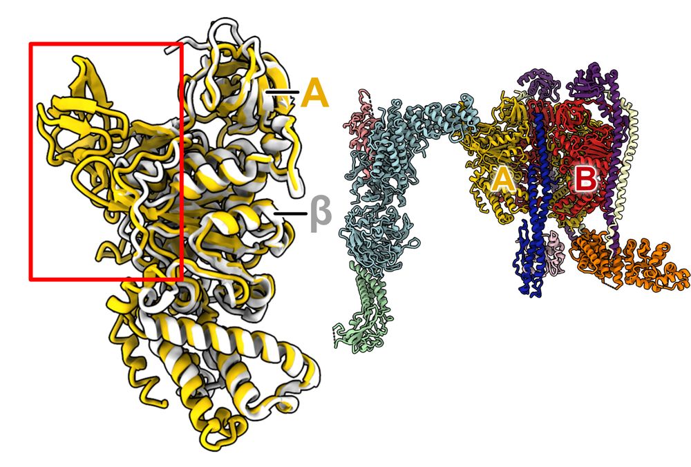 Atomic model showing that the RAVE complex binds to a region of the V1 complex subunit A not found in the homologous ATP synthase subunit beta.