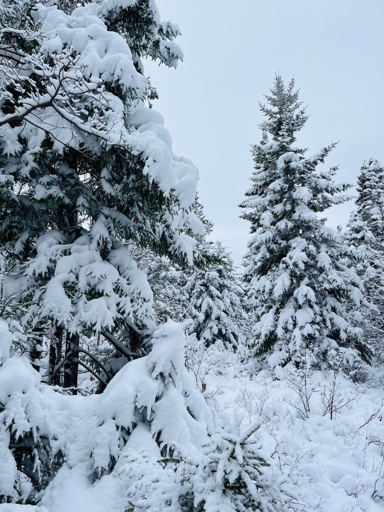 A forest scene of pine trees heavy with snow.