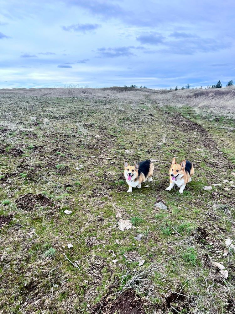 Tri colored corgis running in field 