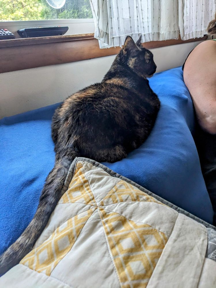 A dark tortoiseshell cat lies in elongated loaf pose on the back of a sofa, head held erect. She is watching a human (whose shoulder is visible) very intently. 
