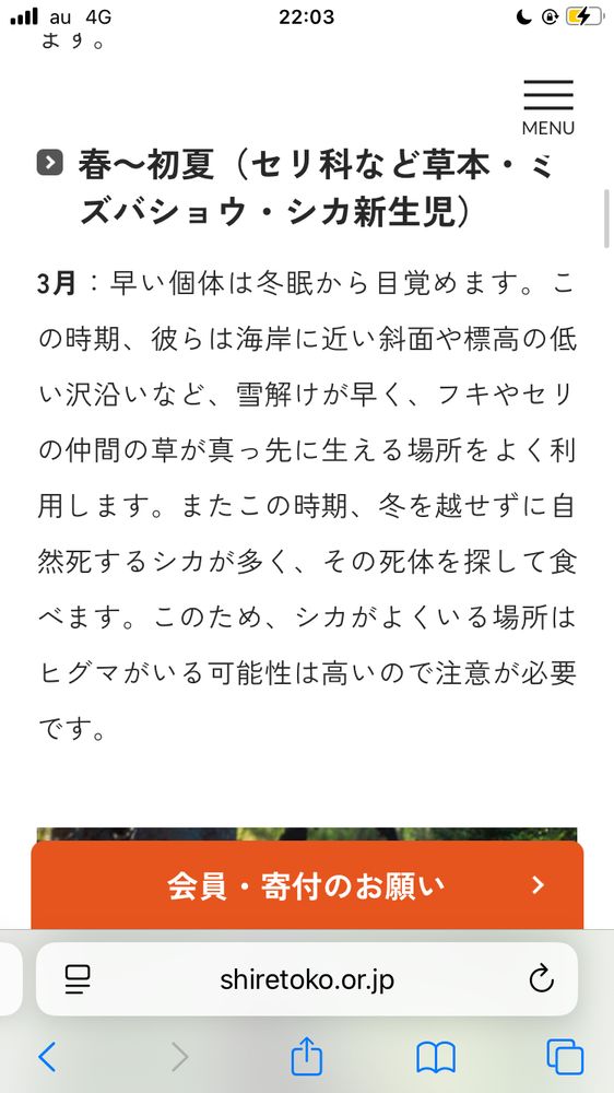 春～初夏（セリ科など草本・ミ
ズバショウ・シカ新生児）
3月：早い個体は冬眠から目覚めます。この時期、彼らは海岸に近い斜面や標高の低い沢沿いなど、雪解けが早く、フキやセリの仲間の草が真っ先に生える場所をよく利用します。またこの時期、冬を越せずに自然死するシカが多く、その死体を探して食べます。このため、シカがよくいる場所はヒグマがいる可能性は高いので注意が必要です。