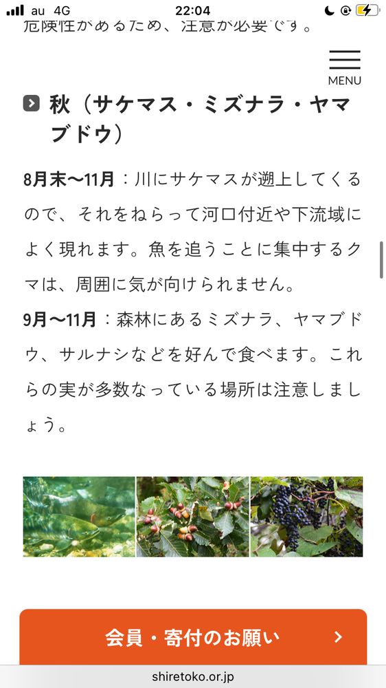 
8月末～11月：川にサケマスが遡上してくるので、それをねらって河口付近や下流域によく現れます。魚を追うことに集中するクマは、周囲に気が向けられません。
9月～11月：森林にあるミズナラ、ヤマブドウ、サルナシなどを好んで食べます。これらの実が多数なっている場所は注意しまし
よう。