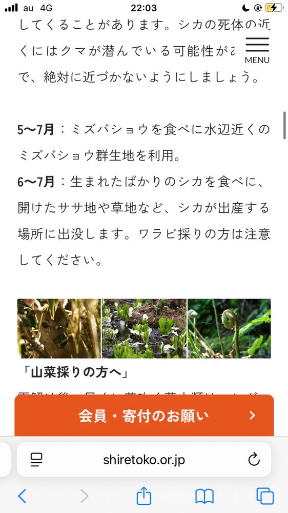 5〜7月：ミズバショウを食べに水辺近くのミズバショウ群生地を利用。
6～7月：生まれたばかりのシカを食べに、開けたササ地や草地など、シカが出産する場所に出没します。ワラビ採りの方は注意してください。