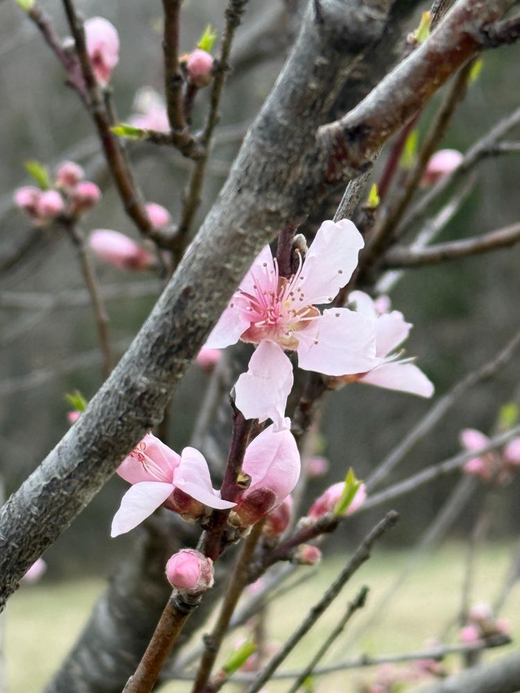Close up peach tree branches with pink buds and blossoms. 