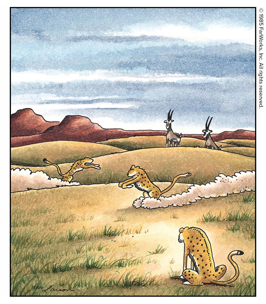 Cheetah wheelies