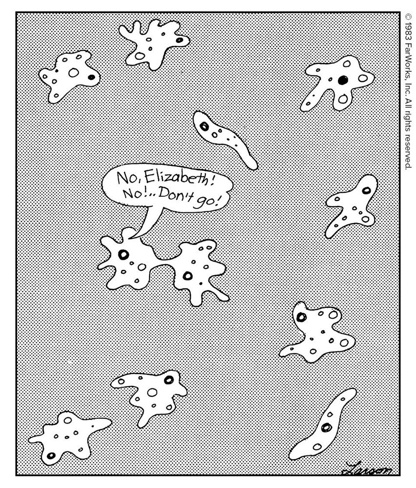 Life in the petri dish