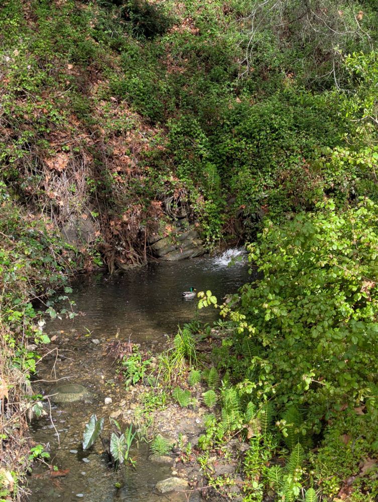Green Mallard in a pond, with a small waterfall in front of it. The duck is facing away from the camera, and the pond is surrounded by greenery