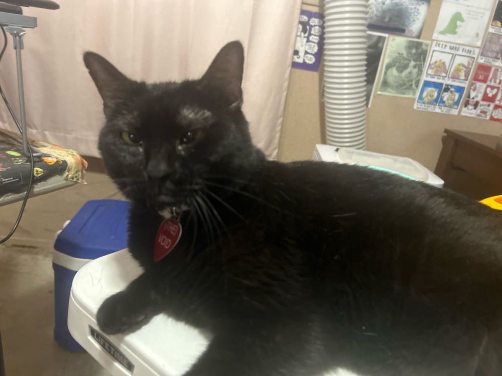 My black cat, the void, sits on white table facing me. In my art room.