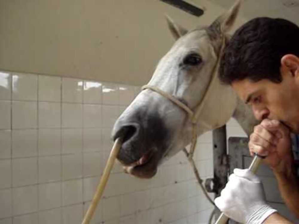 Formação Veterinária na PMPE