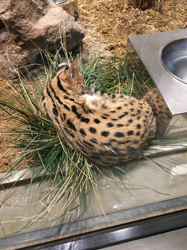 サーバルキャット