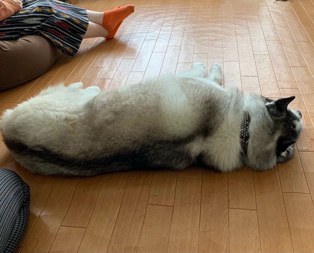 siriに猫として認識されたいぬぴっぴ