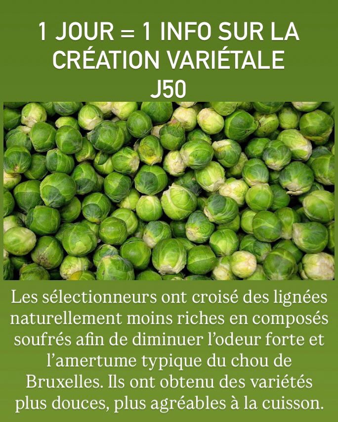 1 JOUR = 1 INFO SUR LA
CRÉATION VARIÉTALE
J50
Les sélectionneurs ont croisé des lignées
naturellement moins riches en composés
soufrés afin de diminuer l'odeur forte et
l'amertume typique du chou de
Bruxelles. Ils ont obtenu des variétés
plus douces, plus agréables à la cuisson.