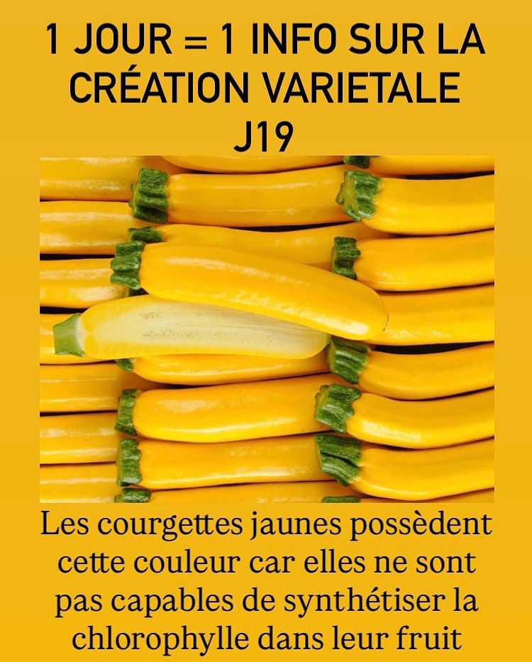 1 JOUR = 1 INFO SUR LA
CRÉATION VARIETALE
J19
Les courgettes jaunes possèdent
cette couleur car elles ne sont
pas capables de synthétiser la
chlorophylle dans leur fruit