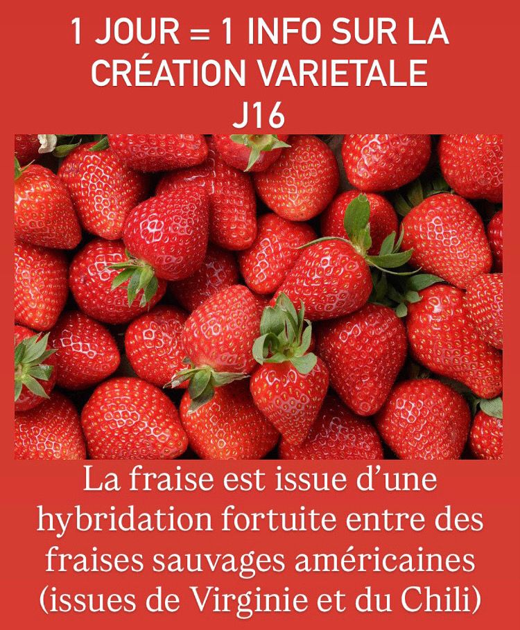 1 JOUR = 1 INFO SUR LA
CRÉATION VARIETALE
J16

La fraise est issue d'une
hybridation fortuite entre des
fraises sauvages américaines
(issues de Virginie et du Chili)