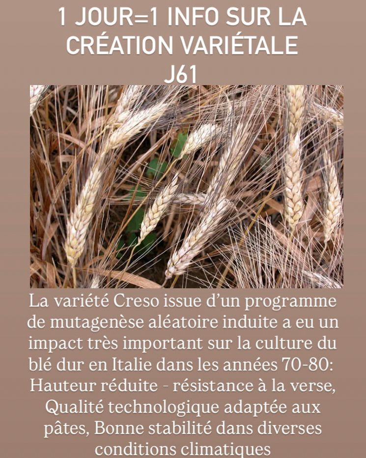 1 JOUR=1 INFO SUR LA
CRÉATION VARIÉTALE
J61
La variété Creso issue d'un programme
de mutagenèse aléatoire induite a eu un
impact très important sur la culture du
blé dur en Italie dans les années 70-80:
Hauteur réduite - résistance à la verse,
Qualité technologique adaptée aux
pâtes, Bonne stabilité dans diverses
conditions climatiques