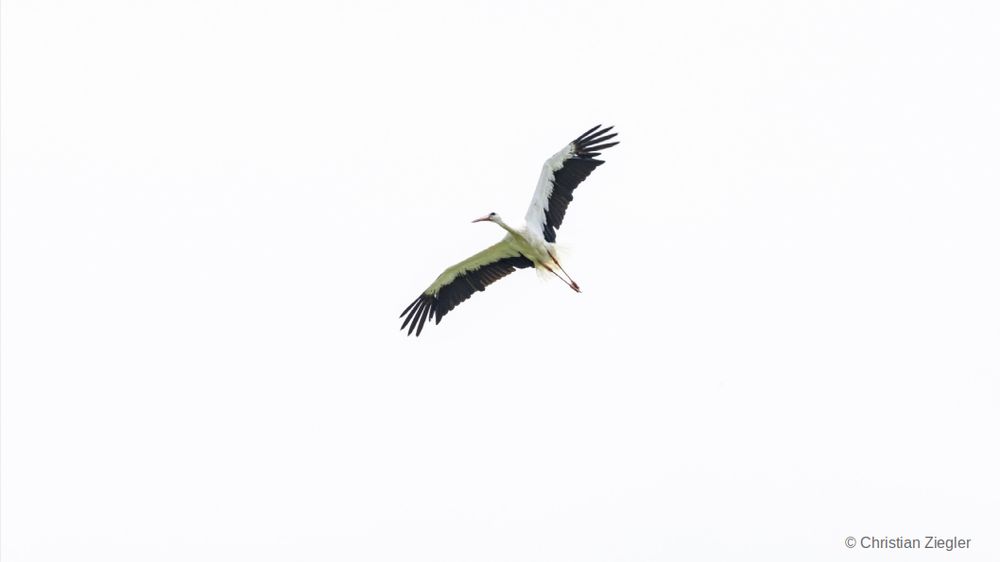A white stork in flight. Copyright Christian Ziegler.