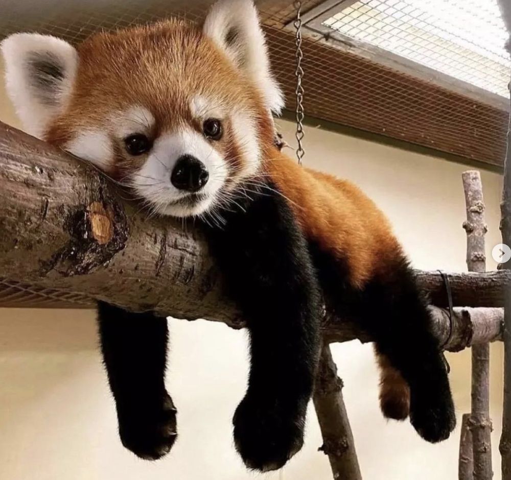 A sweet looking red panda hanging out with all four legs and paws straddling a branch.