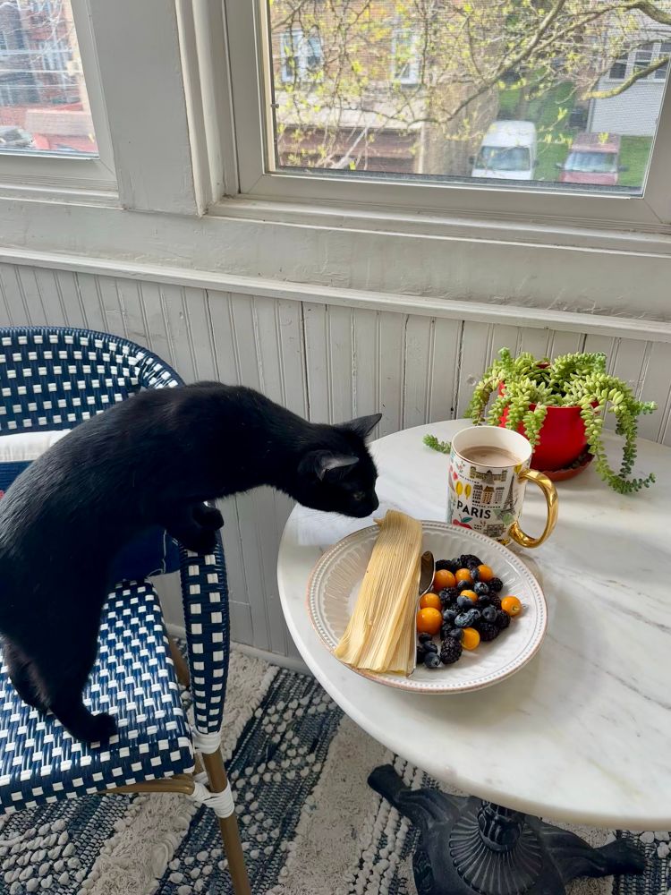 Tamales and berries for breakfast today. Josie had to sniff it to make sure it was acceptable. 
