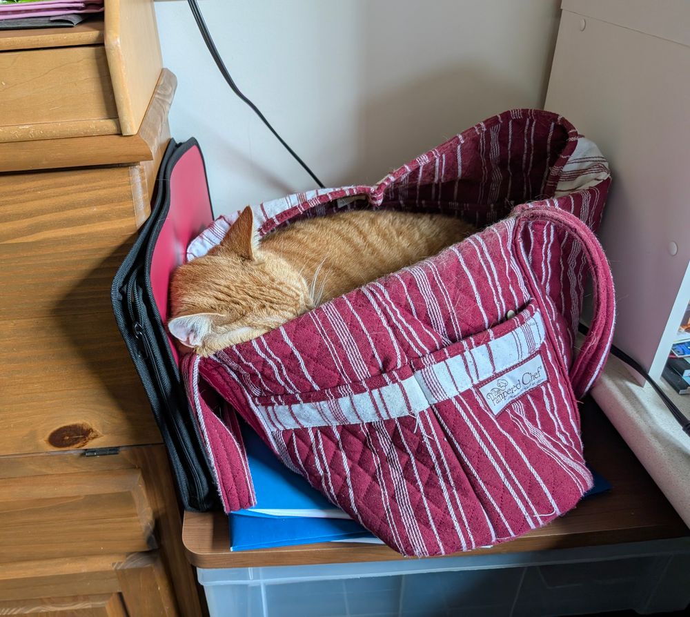 Orange cat snuggled inside a red-and-white striped, soft sided satchel in a home office