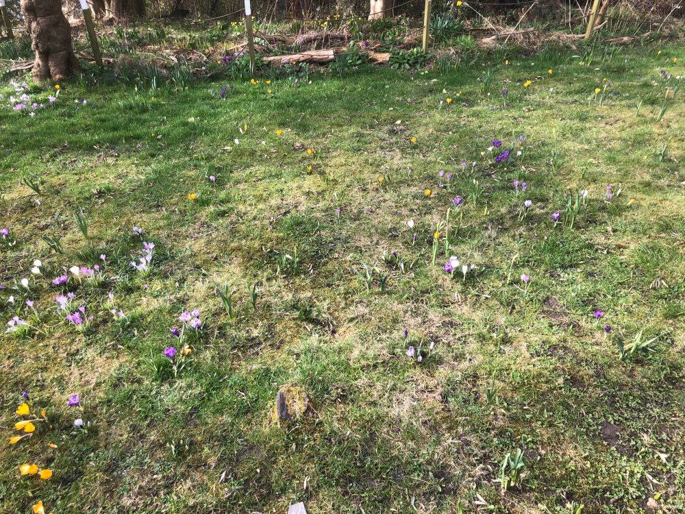 A patch of grass dotted with spring flowers including miniature yellow daffodils and white and purple crocuses.