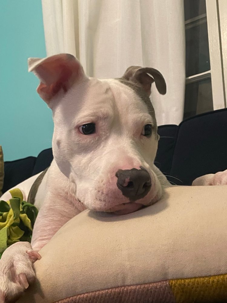 Pitbull with perked ears