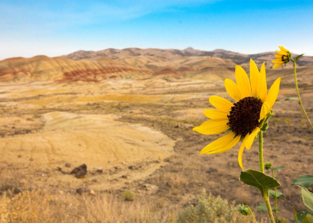 A bright yellow sunflower in the foreground with Oregon’s Painted Hills stretching into the background, showing layers of red and gold earth beneath a blue sky.