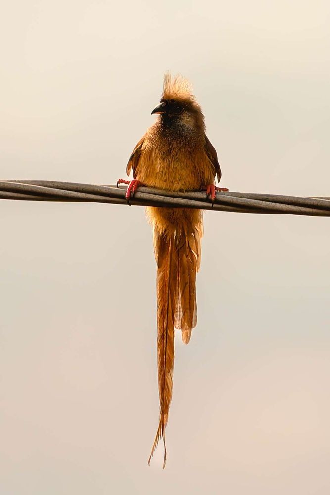 A Speckled Mousebird perched on an overhead cable against a soft beige sky. It has a brown body, a pointed crest, and an extremely long tail that hangs straight down, glowing warm in the morning light.