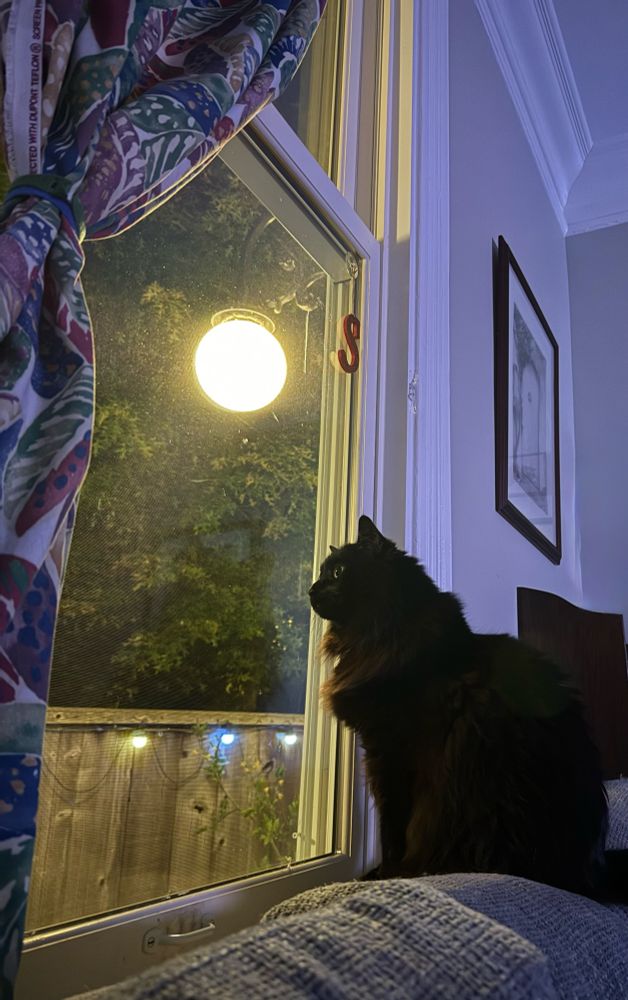 Black cat looking out the window 