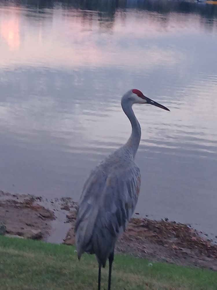 A male sandhill crane onshore with a lake at sunset behind him 