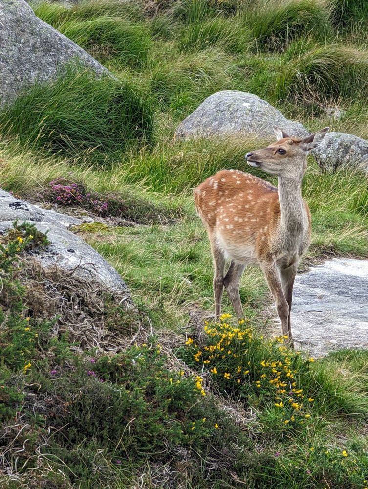 A deer looks wistfully back up the valley as it stands in a stream