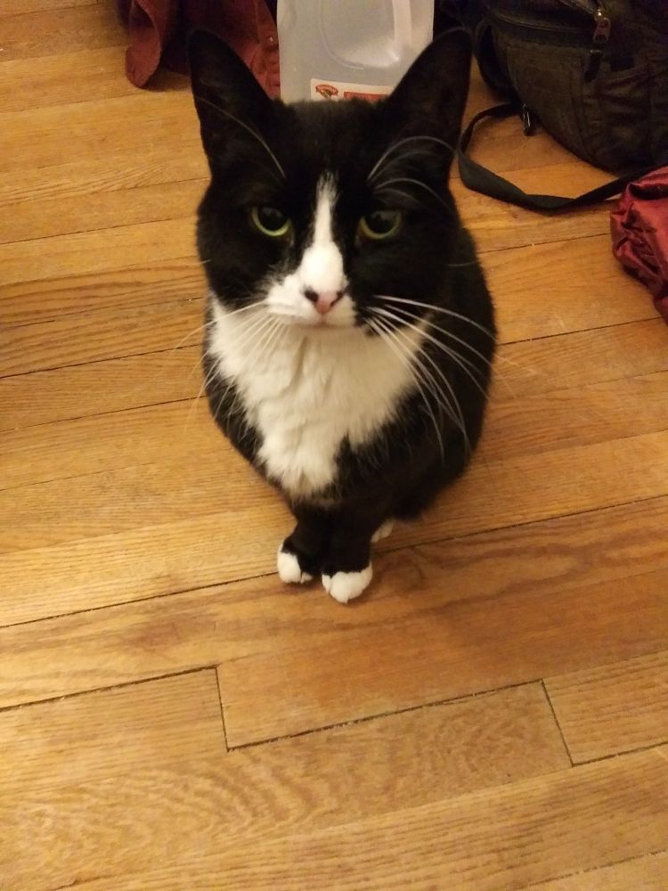 Tuxedo cat stares at camera.