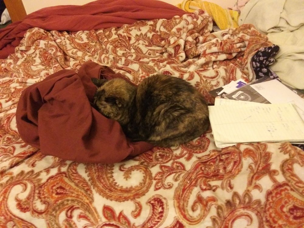 Small tortoiseshell cat sleeping with her face resting in my discarded shirt.