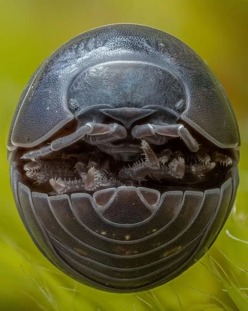 A close up of a curled up roly-poly.