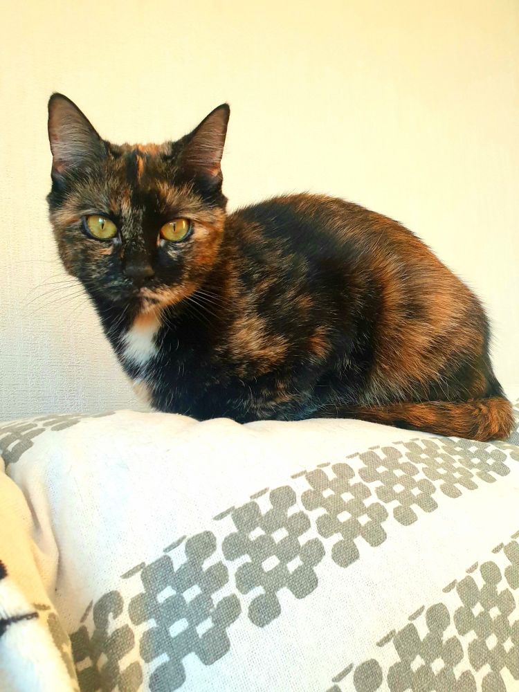 Photo de Hécate chatonne à la robe écaille de tortue. Elle est accroupie sur le dos du canapé