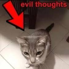 arrow pointing to a random grey cat saying โevil thoughtsโ