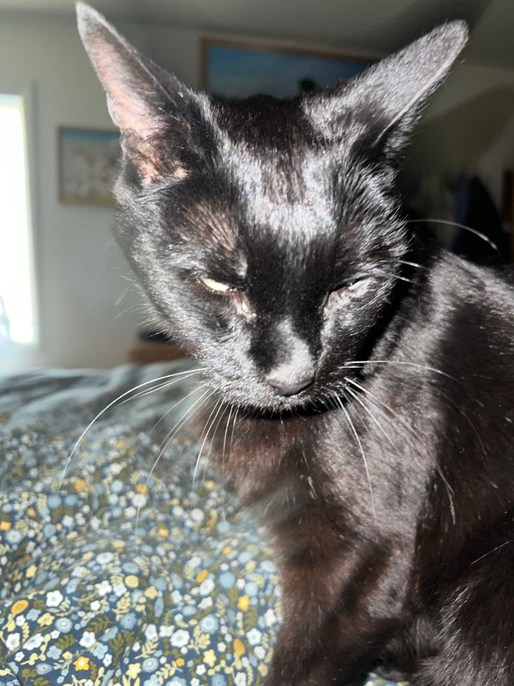 My black cat sitting on my bed. 