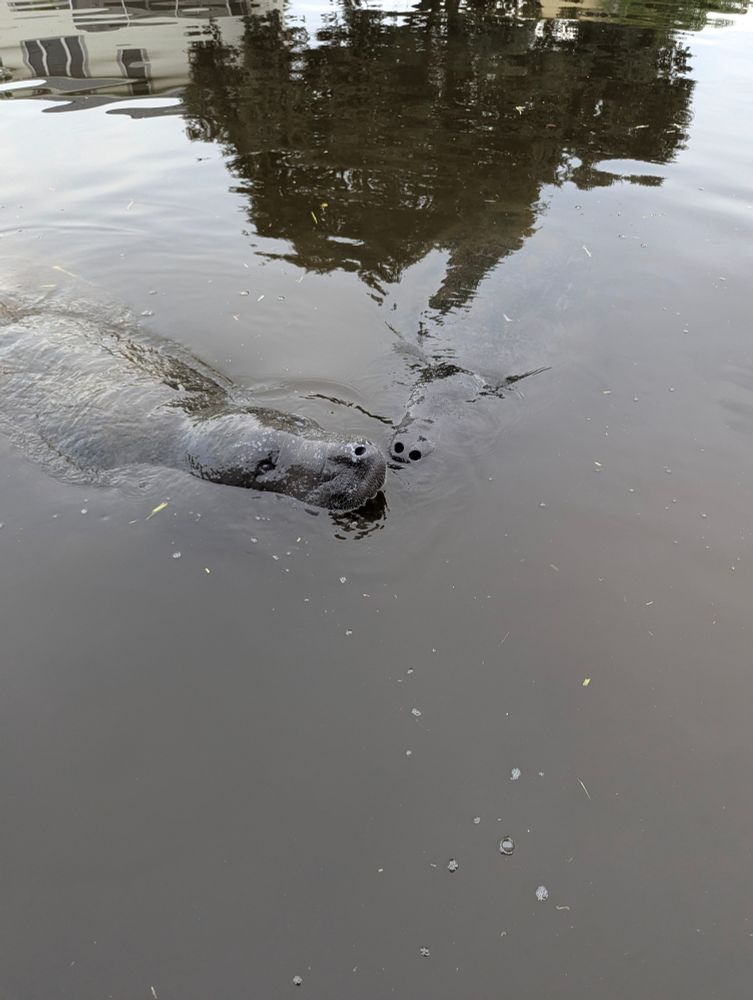 Manatees swimming