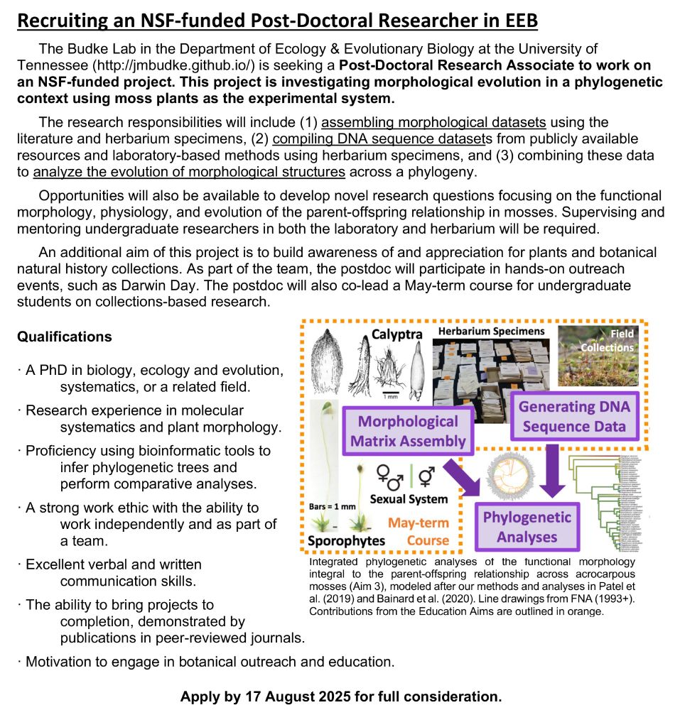 The Budke Lab in the Department of Ecology & Evolutionary Biology at the University of Tennessee (http://jmbudke.github.io/) is seeking a Post-Doctoral Research Associate to work on an NSF-funded project. This project is investigating morphological evolution in a phylogenetic context using moss plants as the experimental system. 
The research responsibilities will include (1) assembling morphological datasets using the literature and herbarium specimens, (2) compiling DNA sequence datasets from publicly available resources and laboratory-based methods using herbarium specimens, and (3) combining these data to analyze the evolution of morphological structures across a phylogeny. 
Opportunities will also be available to develop novel research questions focusing on the functional morphology, physiology, and evolution of the parent-offspring relationship in mosses. Supervising and mentoring undergraduate researchers in both the laboratory and herbarium will be required. 
An additional aim of this project is to build awareness of and appreciation for plants and botanical natural history collections. As part of the team, the postdoc will participate in hands-on outreach events, such as Darwin Day. The postdoc will also co-lead a May-term course for undergraduate students on collections-based research.
Apply by 17 August 2025 for full consideration.