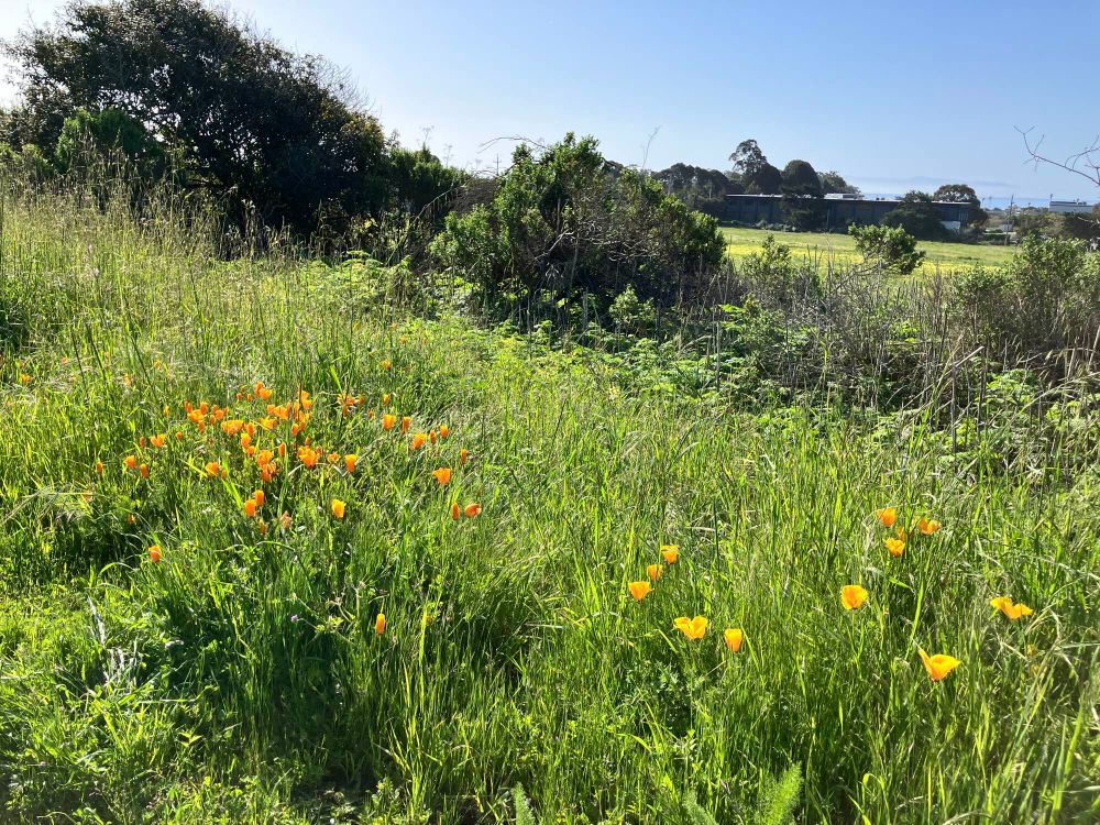 Green fields on the Pacific Coast with California poppies in the foreground, a farm mid-ground and the ocean in the background. It’s a clear, blue slay day. 