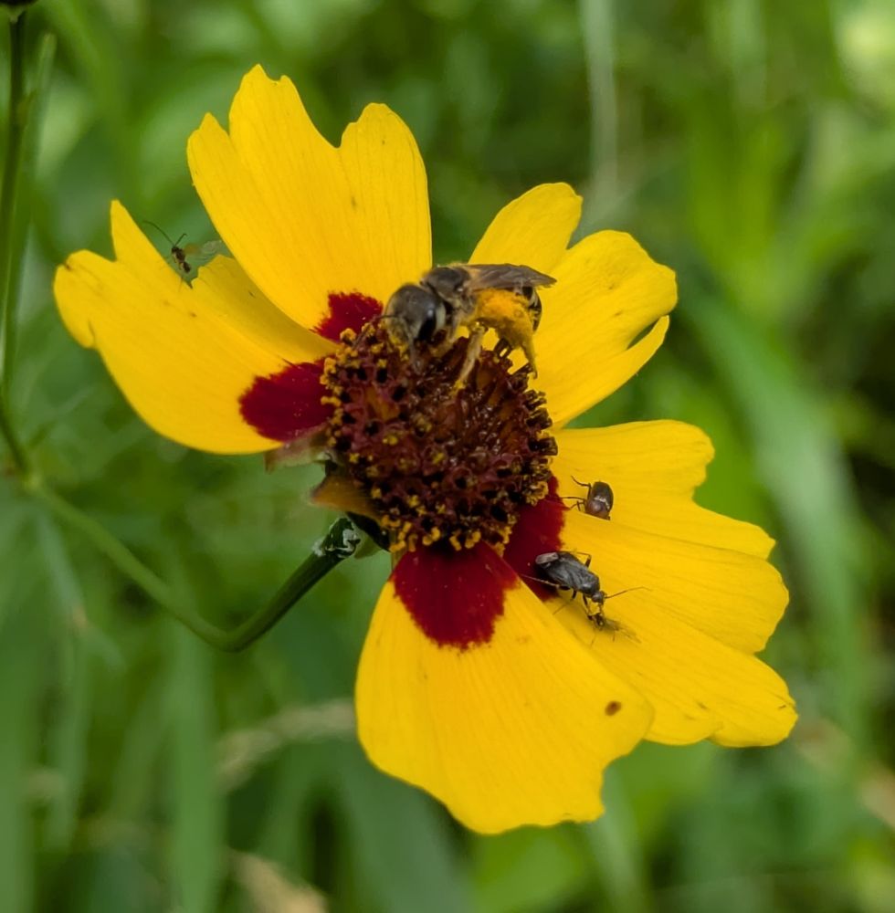 coreoposis ("tick seed") flower with five different insects on it: clockwise from the upper left: a small wasp, a Halictid bee, a firefly, and some kind of true bug that looks like it might be predating on a male aphid