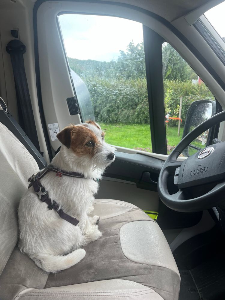 Jippi, a white jack russell terrier with a brown head, sitting in the driver’s seat of an RV