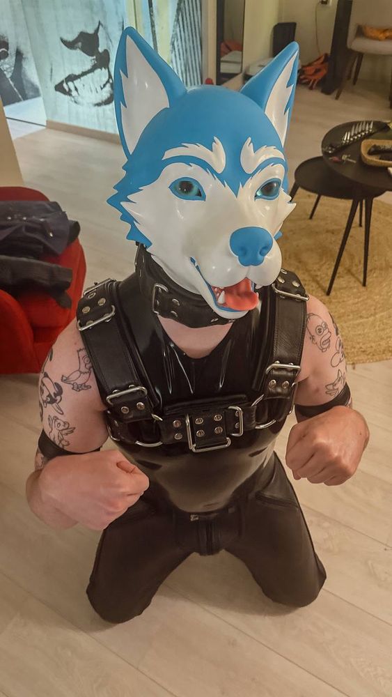 A photo of a man in a latex vest and large leather chest harness on his knees. He is wearing a silicone husky dog mask 