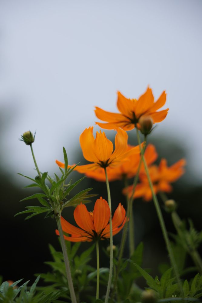 A close-up of vibrant orange flowers against a soft-focus background, showcasing delicate petals and lush green leaves.