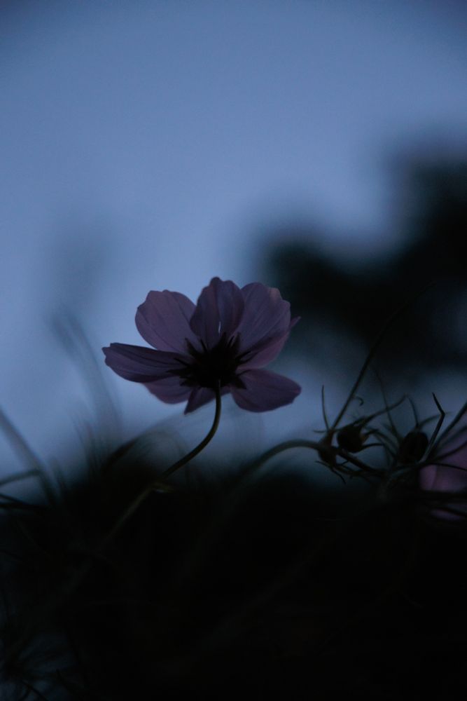 Silhouette of a flower against a twilight sky.