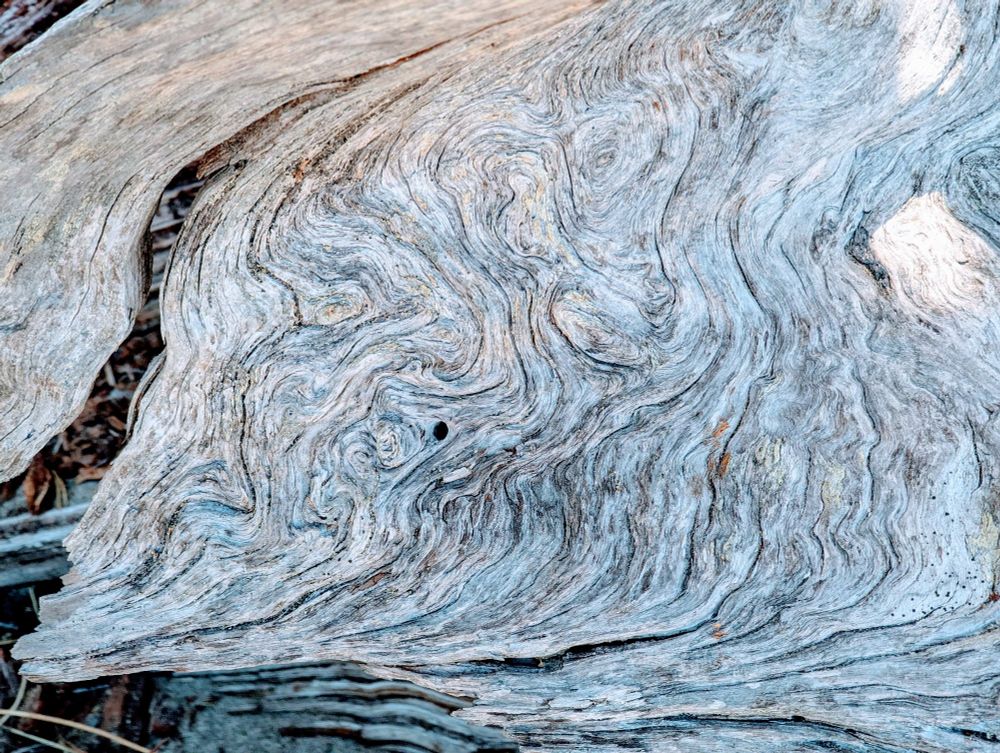 Close up of a piece of driftwood. 