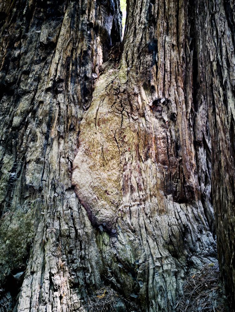 Closeup of a coastal redwood burl