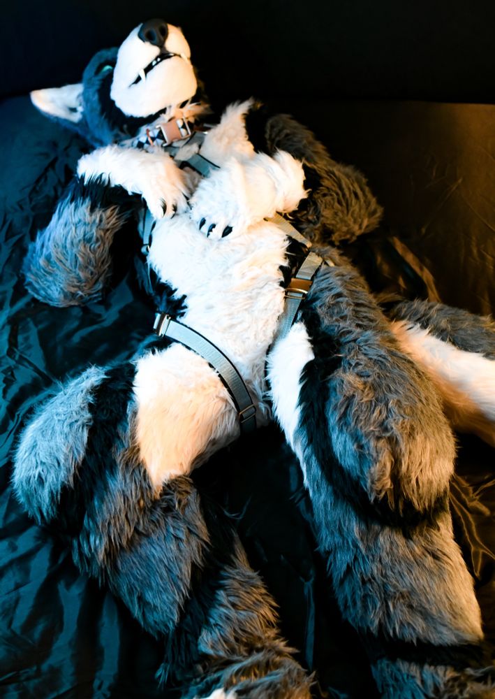 A Gray Wolf fursuiter sprawled on a bed, his handpaws resting on his chest. He's wearing a full body harness, and his belly is wide open. You're in for quite the snuggling if you join 