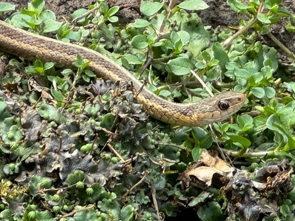 Baby garter (i think) snake